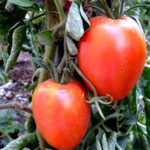 выращивание высокорослых помид