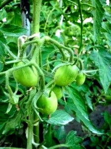 выращивание высокорослые  помидоры