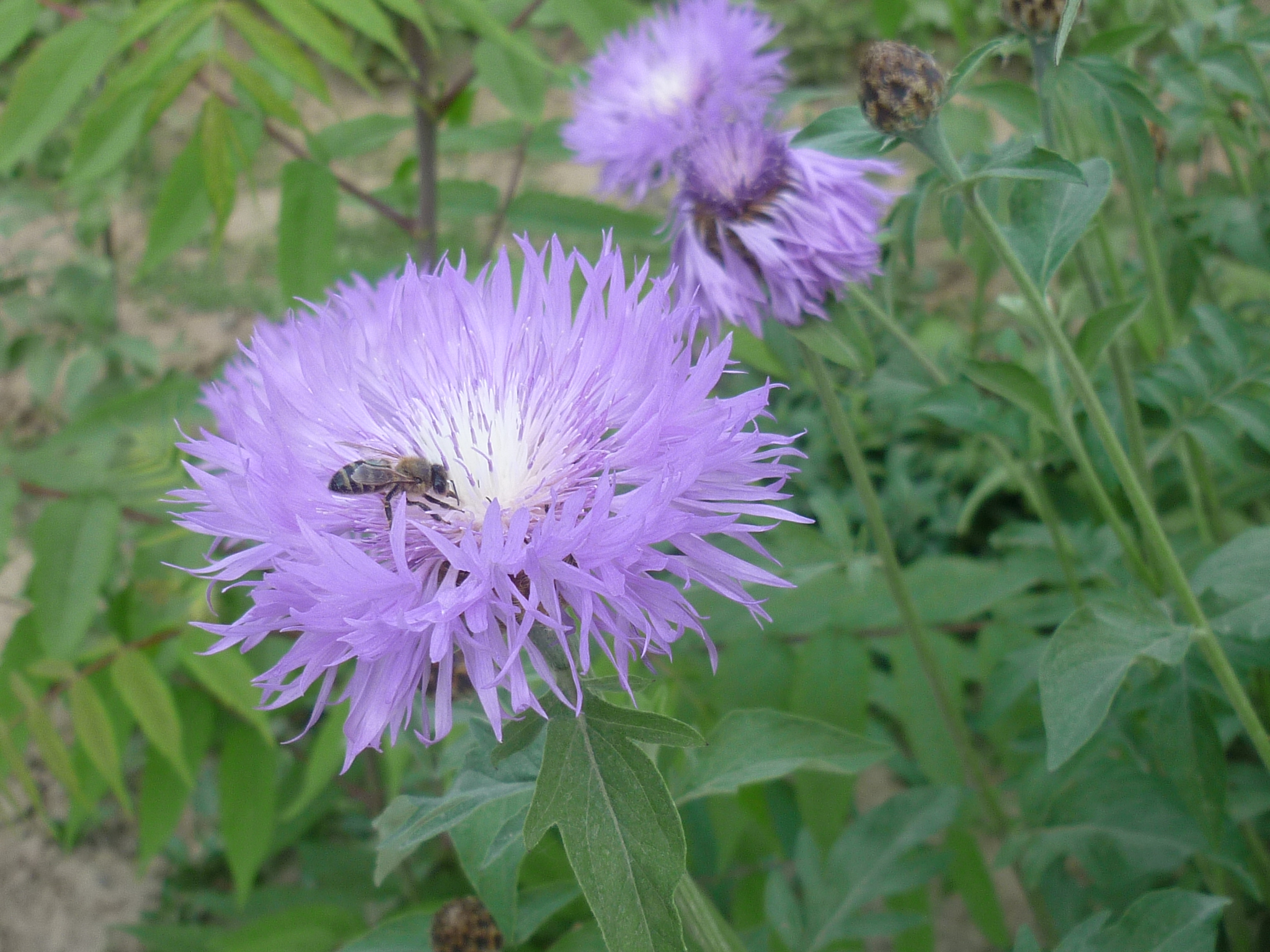 цветы с пчелой (1)