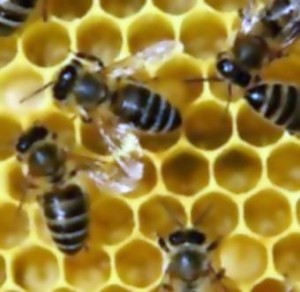 болезни пчел