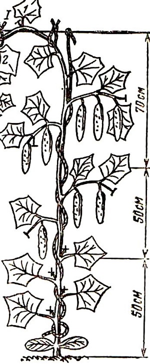 Строение куста огурца рисунок