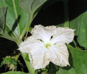 лагенария цветок