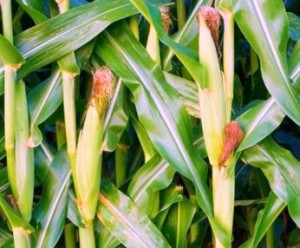 выращивание кукурузы (2)