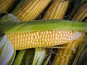 полезные св кукуруз