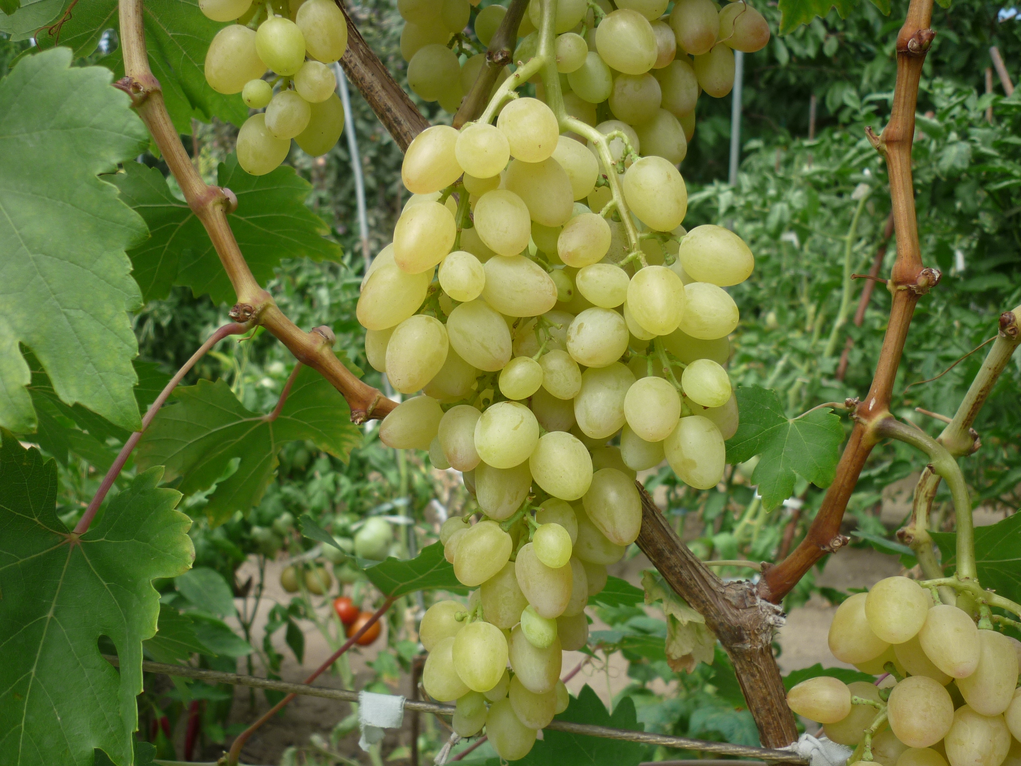 виноград 2021 (8)