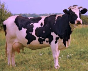 как определить вес коровы перв