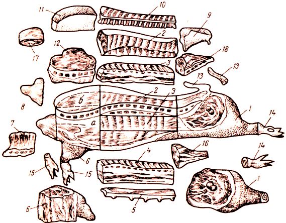 Схема туши свинины