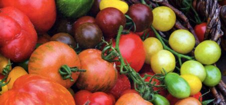 выбираем сорта томат (4)