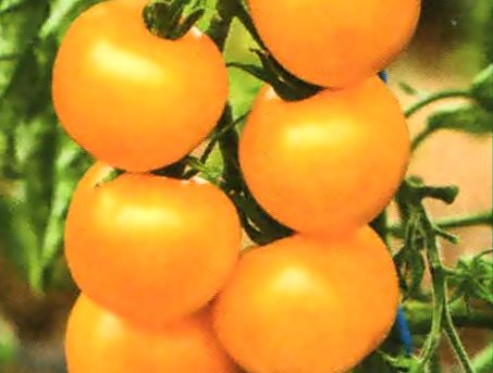 томаты с желт плод ин 3