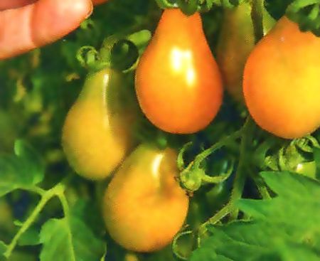 томаты с желт плод ин 2