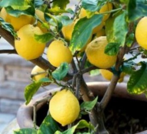 уход-и-обрезка-лимона-2-300x273 (1)