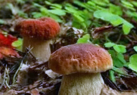что такое грибы 5