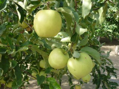 яблоки на дереве (5)
